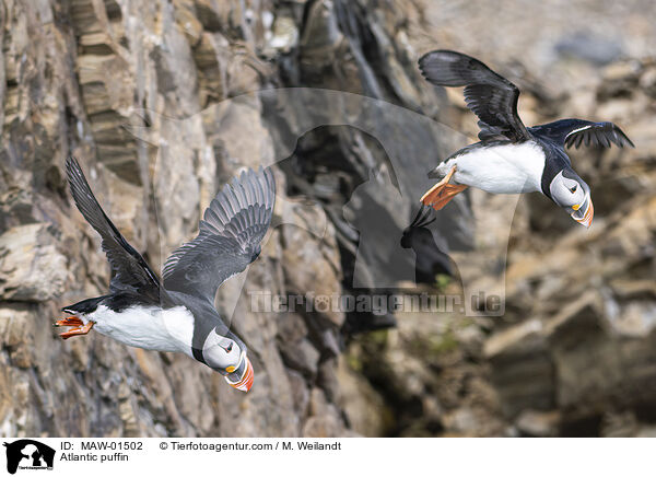 Atlantic puffin / MAW-01502