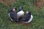 Atlantic puffins