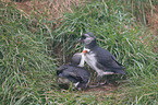 Atlantic puffins