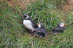 Atlantic puffins