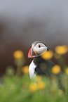 Atlantic puffin