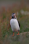 Atlantic puffin
