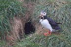 Atlantic puffin