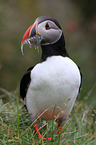 Atlantic puffin