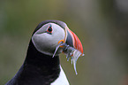 Atlantic puffin