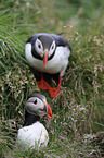 Atlantic puffin