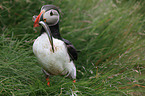 Atlantic puffin