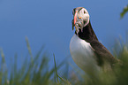 Atlantic puffin