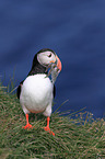 Atlantic puffin