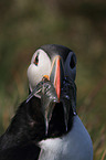 Atlantic puffin