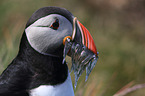Atlantic puffin
