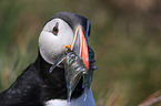 Atlantic puffin
