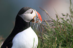 Atlantic puffin