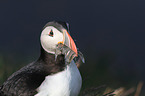 Atlantic puffin