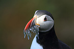 Atlantic puffin