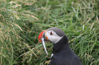 Atlantic puffin