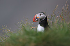 Atlantic puffin
