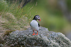 Atlantic puffin