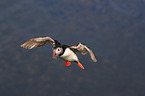 Atlantic puffin