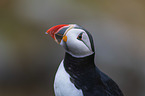 Atlantic puffin