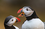 Atlantic puffin