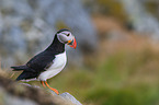 Atlantic puffin