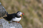Atlantic puffin