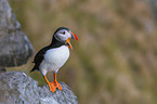 Atlantic puffin