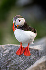 Atlantic puffin