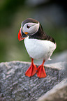Atlantic puffin
