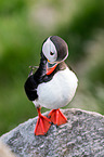 Atlantic puffin