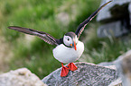 Atlantic puffin