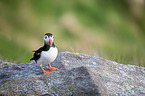 Atlantic puffin