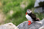 Atlantic puffin