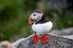 Atlantic puffin