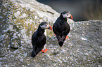 Atlantic puffin