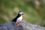 Atlantic puffin