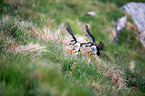 Atlantic puffin