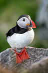 Atlantic puffin