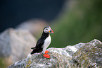 Atlantic puffin