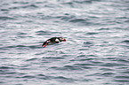 Atlantic puffin