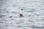 Atlantic puffin