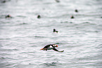 Atlantic puffin