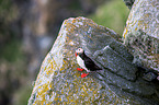 Atlantic puffin
