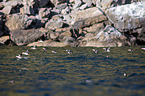 Atlantic puffin