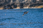 Atlantic puffin