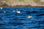 Atlantic puffin