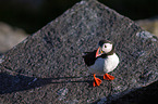 Atlantic puffin