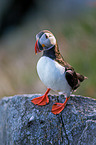 Atlantic puffin