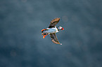 Atlantic puffin
